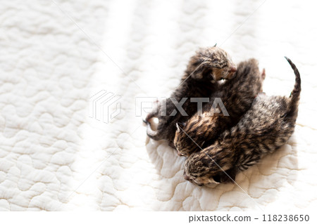 Cat birth: 3-day-old kittens sleeping together 118238650