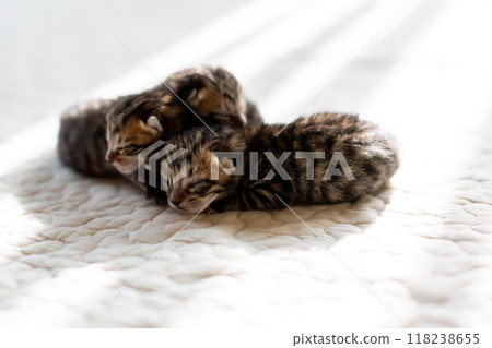 Cat birth: 3-day-old kittens sleeping together 118238655