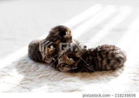 貓咪出生：三天大的小貓睡在彼此身上 118238656