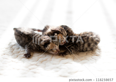 貓咪出生：三天大的小貓睡在彼此身上 118238657