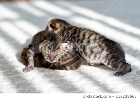 Cat birth: 3-day-old kittens sleeping together Cat birth: 3-day-old kittens sleeping together 118238665