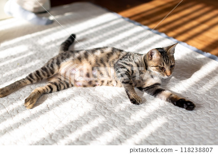 A brown tabby cat raising its young 118238807