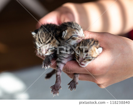 Cat gives birth to kittens on the third day Cat gives birth to kittens on the third day 118238840