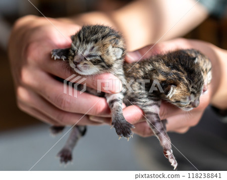 Cat gives birth to kittens on the third day Cat gives birth to kittens on the third day 118238841