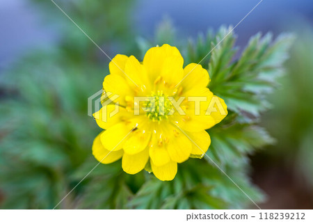 Close-up of Adonis flowers - Spring colors 118239212