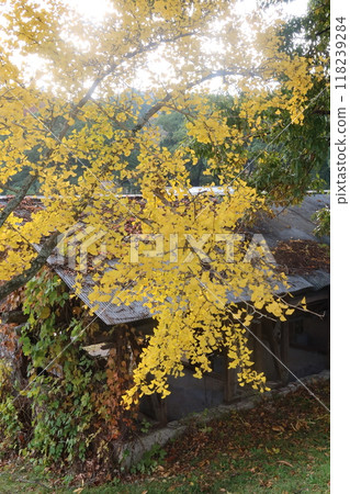 我的城市植物園裡的銀杏 我的城市植物園裡的銀杏 118239284