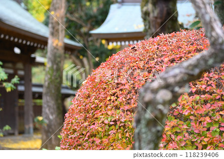 Nagao Village in late autumn 118239406