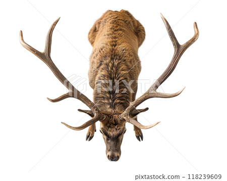 The majestic profile of a magnificent stag showcasing its impressive antlers stands out 118239609