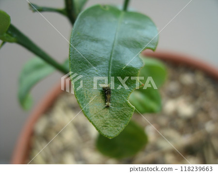 盆栽金橘葉上新孵化的黑色燕尾幼蟲 盆栽金橘葉上新孵化的黑色燕尾幼蟲 118239663