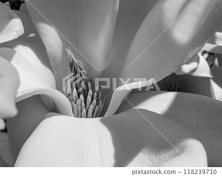 Close-up of white magnolia ~monochrome~ 118239710
