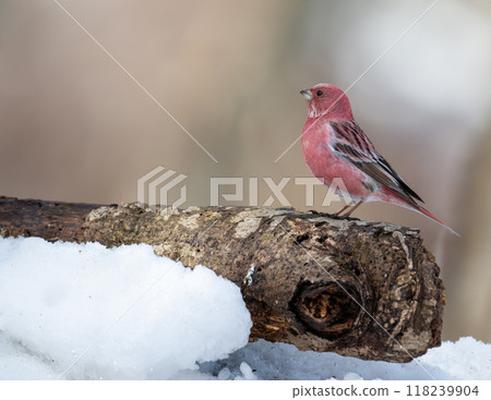 A male Greater Parrotfinch with beautiful red feathers A male Greater Parrotfinch with beautiful red feathers 118239904