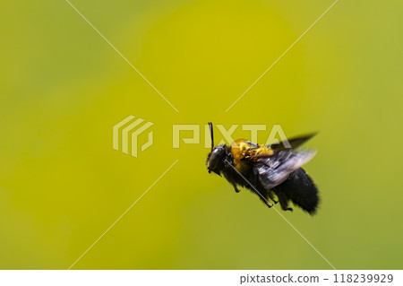 一隻日本木蜂在油菜花田的背景下飛翔 一隻日本木蜂在油菜花田的背景下飛翔 118239929