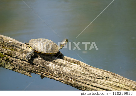 一隻紅耳龜在堆上曬太陽 118239933