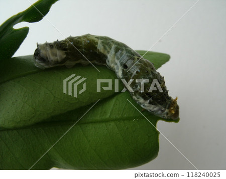 4th instar larva of Papilio machaon 118240025