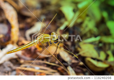 The dragonfly insect sits on a small twig in ambush at the edge of the green grass to unexpectedly attack the victim flying out of the thickets of plants. Patterns of behavior of predatory animals The dragonfly insect sits on a small twig in ambush at the edge of the green grass to unexpectedly attack the victim flying out of the thickets of plants. Patterns of behavior of predatory animals 118240208