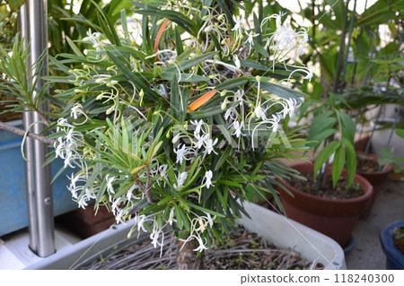 2020年,芬芳芬芳的花朵盛開。 2020年,芬芳芬芳的花朵盛開。 118240300