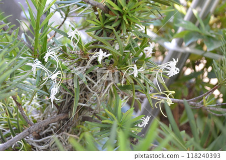 2020年，芬芳芬芳的花朵盛開。 118240393