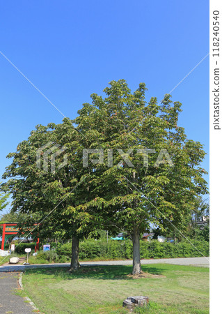 橡樹 橡樹 118240540