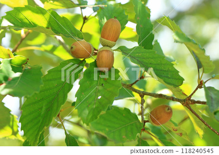 橡子的橡子 118240545