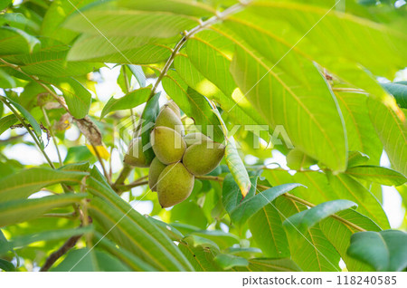 Japanese walnut, Nagano Prefecture 118240585