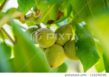 Japanese walnut, Nagano Prefecture 118240586