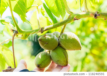 Japanese walnut, Nagano Prefecture 118240591