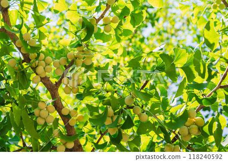 Ginkgo fruit 118240592