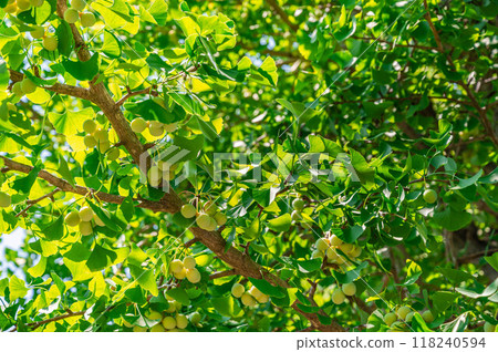 Ginkgo fruit Ginkgo fruit 118240594