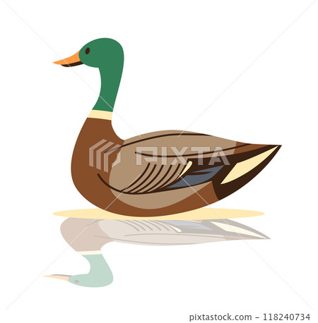 Duck with green head and brown body floating on water with reflection minimalist design 118240734