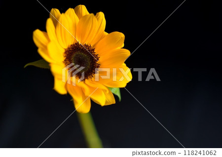 單輪非洲菊 單輪非洲菊 118241062