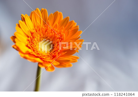 單輪非洲菊 118241064