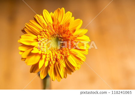 單輪非洲菊 118241065