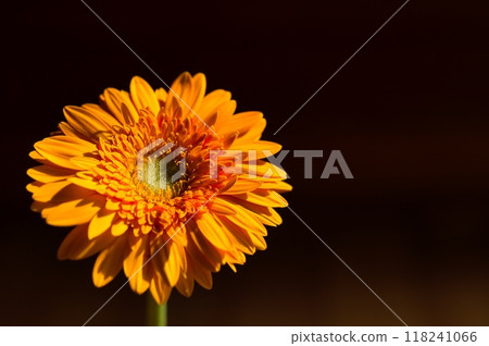 單輪非洲菊 118241066