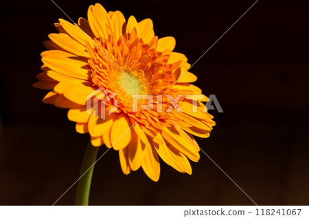 單輪非洲菊 118241067