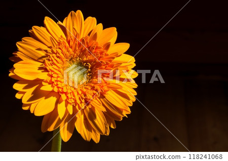 單輪非洲菊 118241068