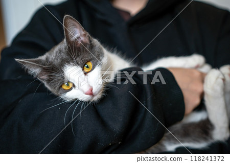 Cat, Hooded Sweatshirt, Pet - A gray and white cat with yellow eyes cuddles in the crook of a person wearing a black hooded sweatshirt. 118241372