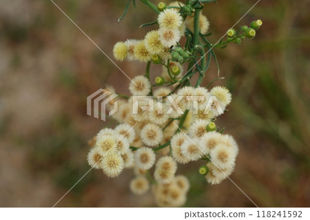 Fluffy shaggy little flowers of a tall plant during flowering, with a few barely opening buds against the background of the blurred surface of the brown earth. 118241592