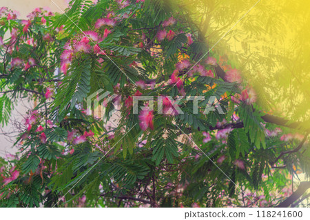 Amazingly beautiful branches of silk tree Albizia julibrissin with fan-like leaves, pink flowers on yellow summer sunlight falls from upper right corner, on blurred background of tree with small bokeh Amazingly beautiful branches of silk tree Albizia julibrissin with fan-like leaves, pink flowers on yellow summer sunlight falls from upper right corner, on blurred background of tree with small bokeh 118241600