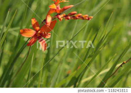 Orange flowers and green leaves close-up. Nature in summer. Bokeh in background. Copy space for text.  118241811