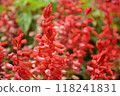 盛開的紅鼠尾草1 118241831