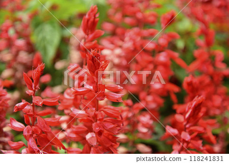 Red-blooming salvia 1 118241831