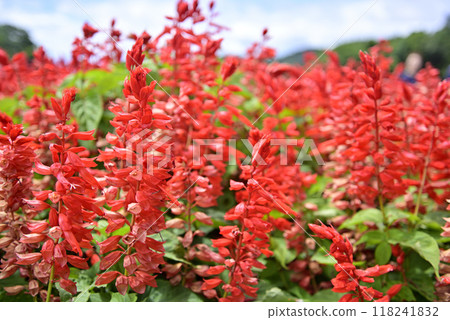 Red-blooming salvia 2 118241832