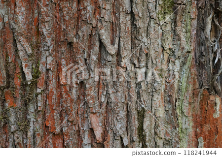 Trunk of old tree with brown bark. Nature in botanical park. Background for design. Trunk of old tree with brown bark. Nature in botanical park. Background for design. 118241944