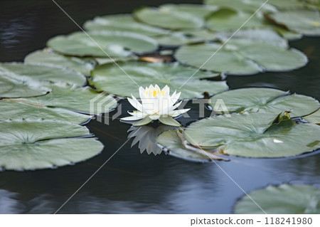 Water lotus Water lotus 118241980