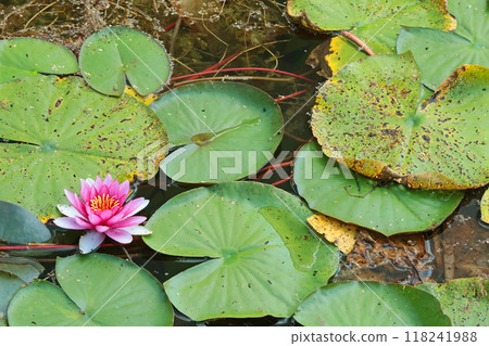 Pink lily blooming in lake. Green leaves and sunlight. View from above. Background for design. Nature and colour in park in summer. Pink lily blooming in lake. Green leaves and sunlight. View from above. Background for design. Nature and colour in park in summer. 118241988