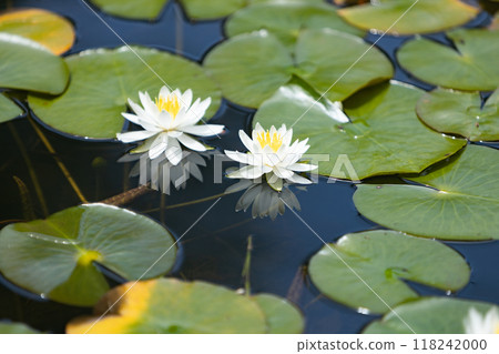 Water lotus Water lotus 118242000