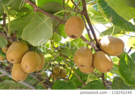 Kiwi fields and kiwi cultivation Kiwi fields and kiwi cultivation 118242240