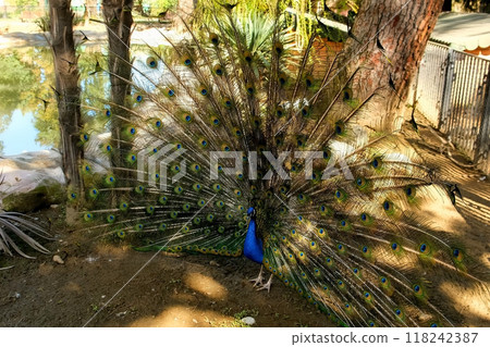 Blue peacock with spread out tail in zoo in sunny weather in nature reserve. 118242387