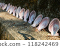 Bivalve shells arranged 118242469