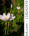 Rain lily 118242470